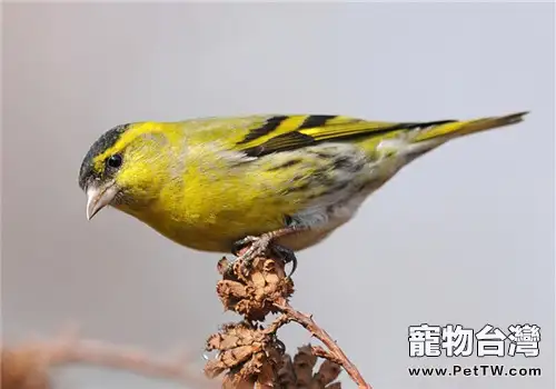 黃雀的餵食要點（1圖）-寵物台灣