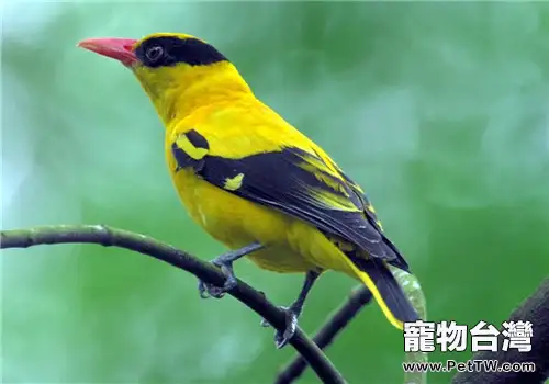 黃鸝的品種簡介(1圖)-寵物台灣