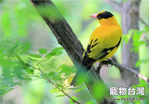 黃鸝的飼養知識