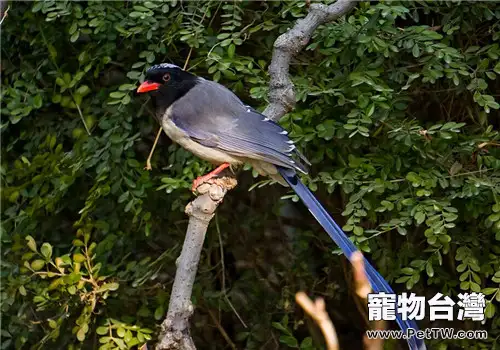紅嘴藍鵲的餵食要點