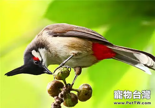 紅耳鵯的品種簡介(1圖)-寵物台灣