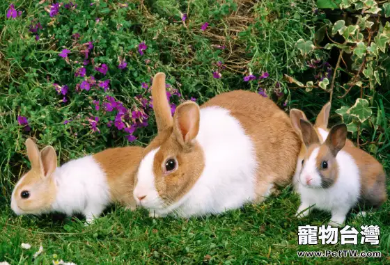 如何讓兔兔吃的健康