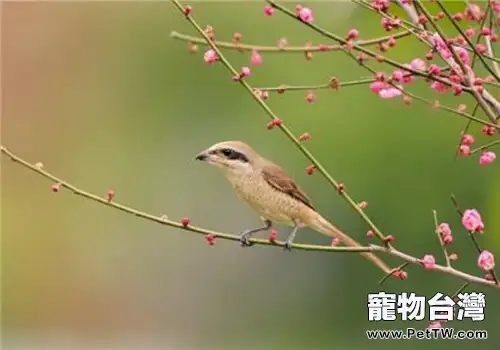 紅尾伯勞的品種簡介