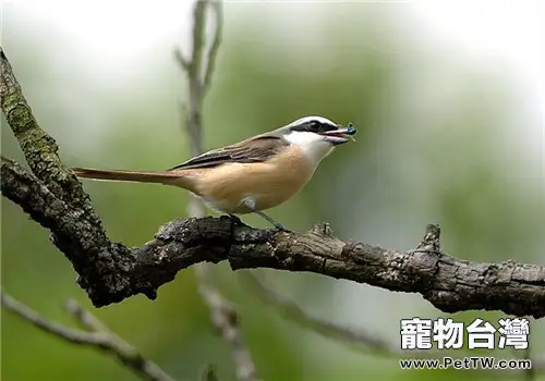 紅尾伯勞的形態特徵