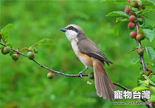 紅尾伯勞的生活環境