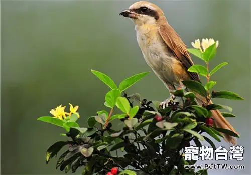 紅尾伯勞的餵食要點