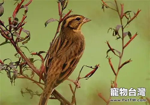 黃胸鹀的飼養環境