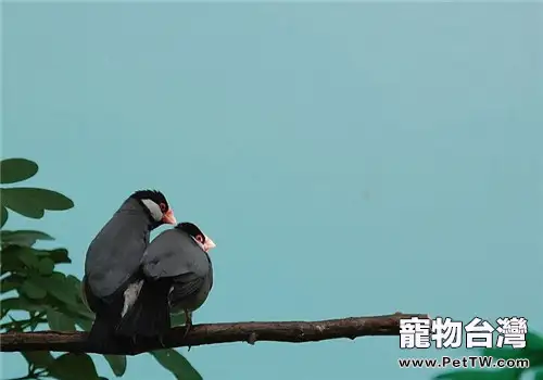 灰文鳥的品種簡介