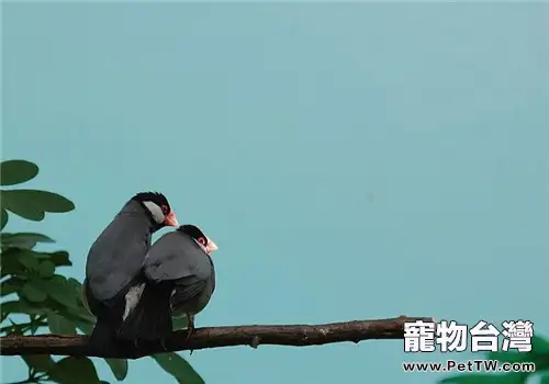灰文鳥的品種簡介(1圖)-寵物台灣