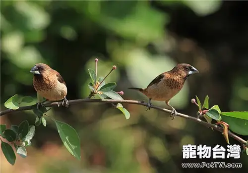 灰文鳥的形態特徵(1圖)-寵物台灣