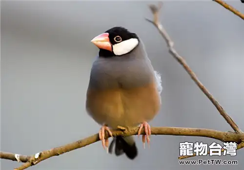 灰文鳥的生活環境