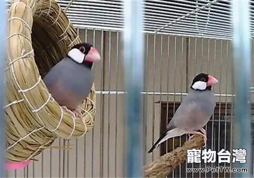 灰文鳥的餵食要點(1圖)-寵物台灣