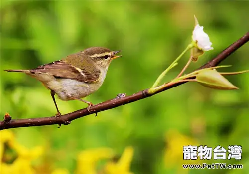 黃眉柳鶯的品種簡介