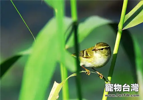 黃眉柳鶯的生活環境(1圖)-寵物台灣