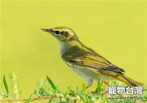 黃眉柳鶯的飼養知識（1圖）-寵物台灣