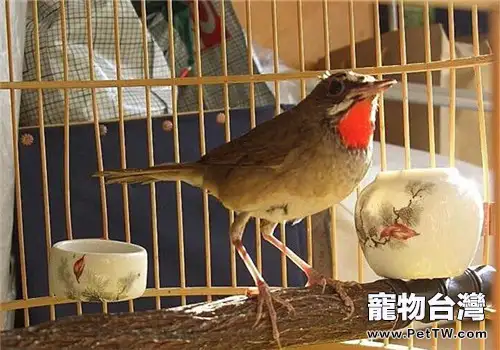 紅靛頦兒的品種簡介(1圖)-寵物台灣