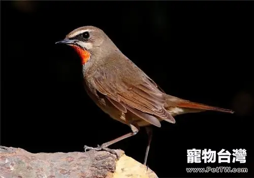 紅靛頦兒的形態特徵