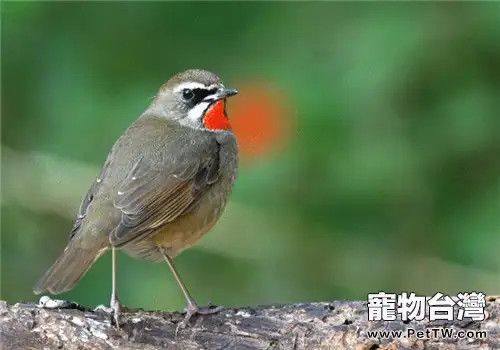 紅靛頦兒的生活環境