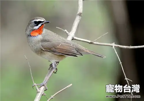 紅靛頦兒的飼養知識