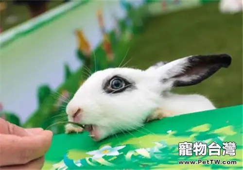 被兔子咬傷要如何處理