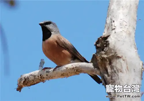 黑喉草雀的品種簡介(1圖)-寵物台灣