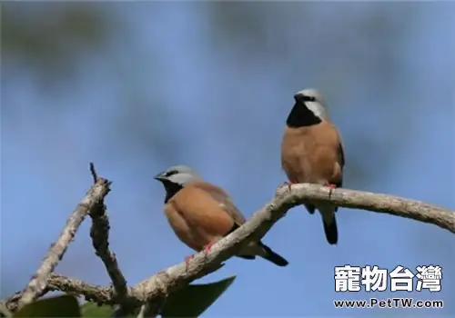 黑喉草雀的生活環境