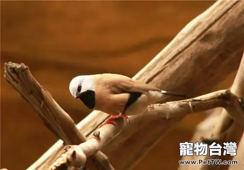 黑喉草雀的飼養知識