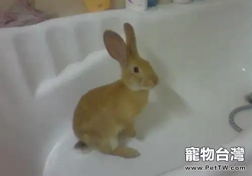 給寵物兔洗澡的要點