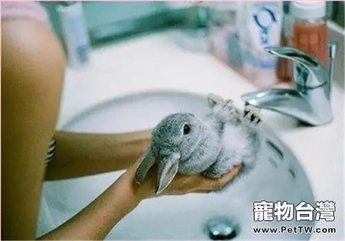幫寵物兔洗澡的方法過程(1圖)-寵物台灣