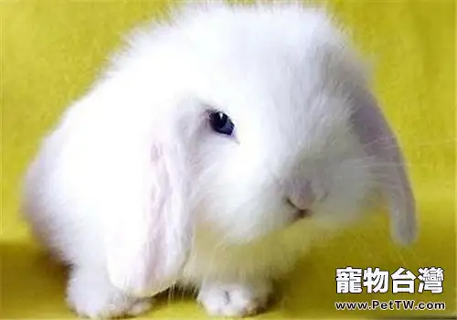 長毛寵物兔如何度過夏天？