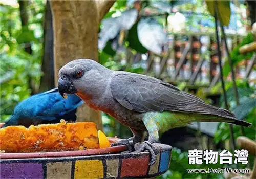 紅腹鸚鵡的形態特徵(1圖)-寵物台灣