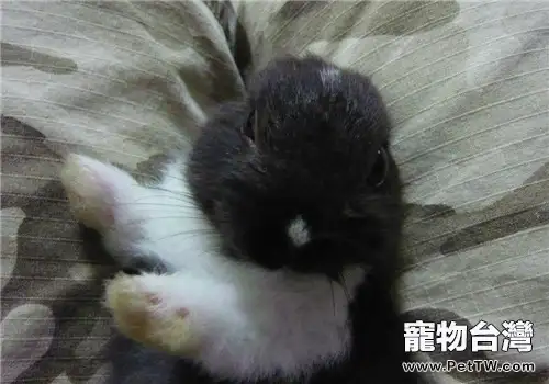 飼養家兔一定不要做的七件事