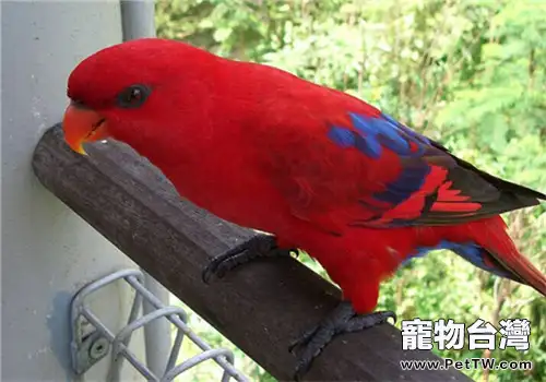 紅色吸蜜鸚鵡的品種簡介(1圖)-寵物台灣