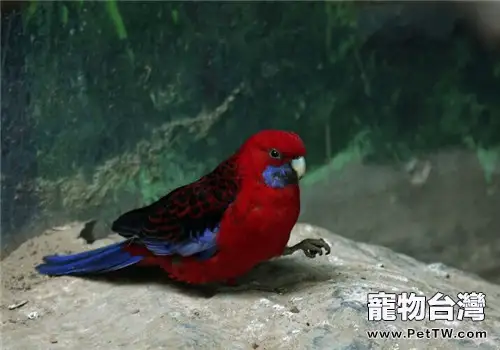 紅色吸蜜鸚鵡的形態特徵