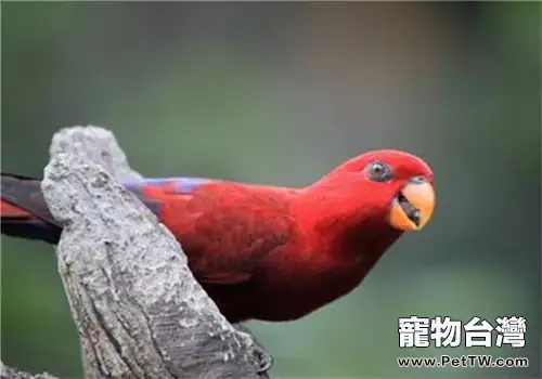 紅色吸蜜鸚鵡的生活環境(1圖)-寵物台灣