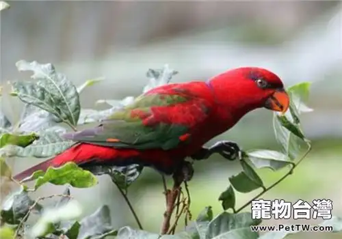 紅色吸蜜鸚鵡的餵食要點