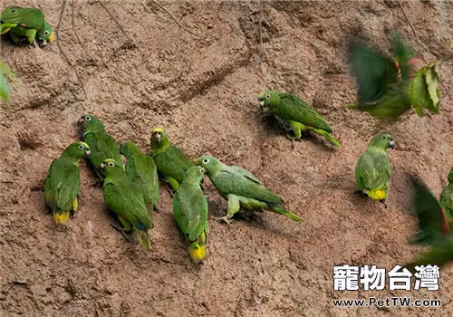 黃冠亞馬遜鸚鵡的品種簡介