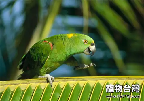 黃冠亞馬遜鸚鵡的形態特徵