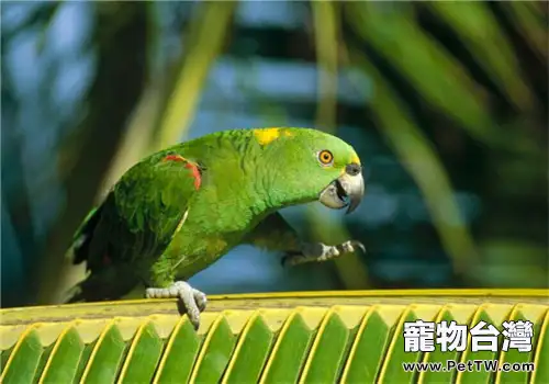 黃冠亞馬遜鸚鵡的形態特徵(1圖)-寵物台灣