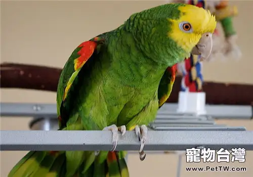 黃冠亞馬遜鸚鵡的生活環境(1圖)-寵物台灣