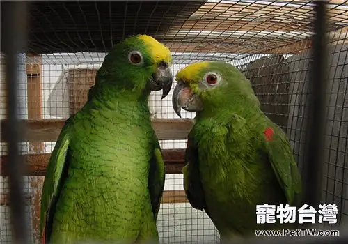 黃冠亞馬遜鸚鵡的飼養知識