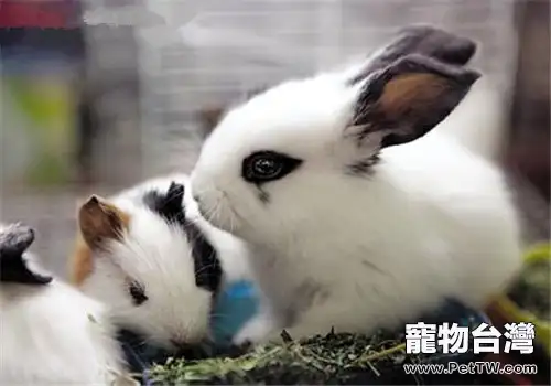 如何讓兩隻寵物兔和平共處