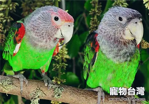 海角鸚鵡的品種簡介