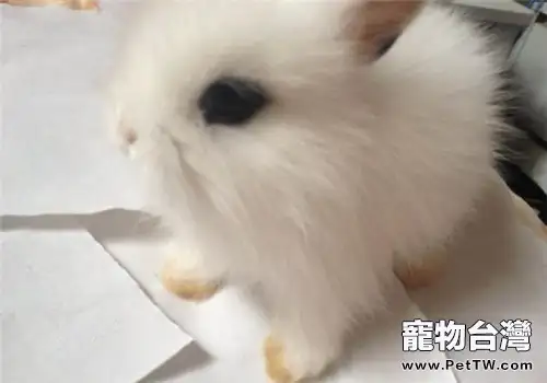 病兔飲食要單一