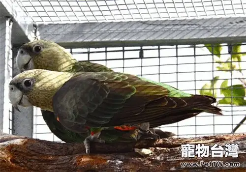 海角鸚鵡的餵食要點