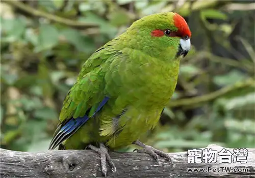 紅額金剛鸚鵡的品種簡介(1圖)-寵物台灣
