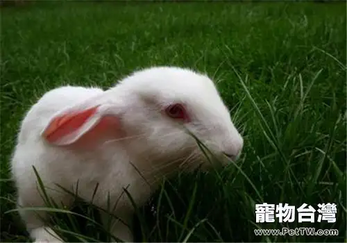 夏季飼養小白兔的注意事項