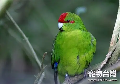 紅額金剛鸚鵡的飼養知識