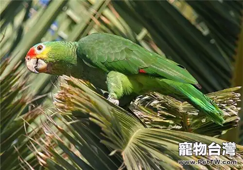 紅額金剛鸚鵡的餵食要點(1圖)-寵物台灣