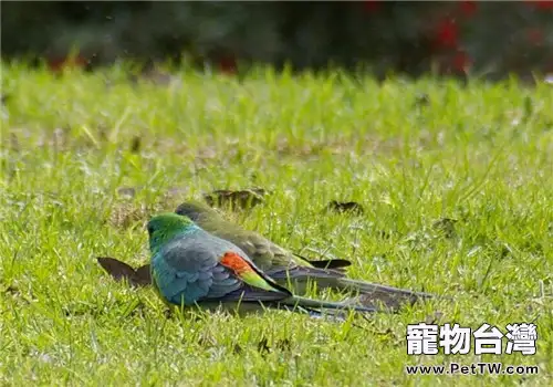 紅腰鸚鵡的品種簡介